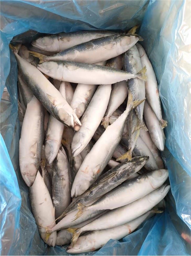 Frozen SABA Fish