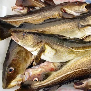 रूस ने चीन को समुद्री खाद्य निर्यात दोगुना कर दिया