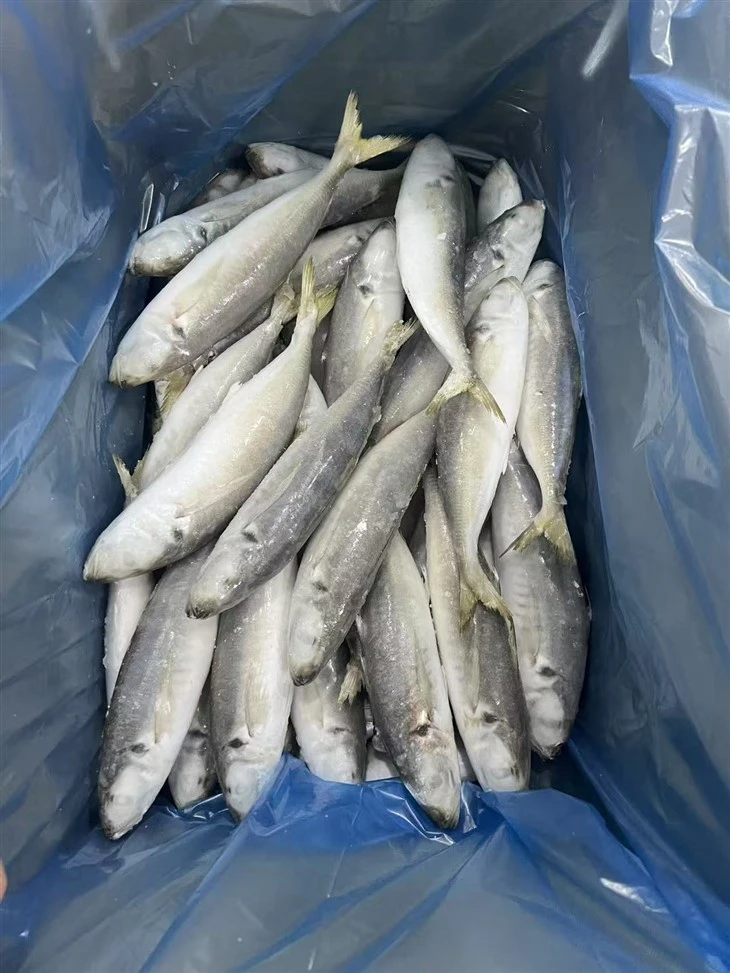 Frozen Chinese Scad Fish best