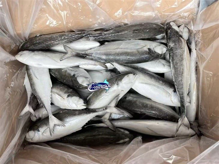 Frozen Cordyla Mackerel