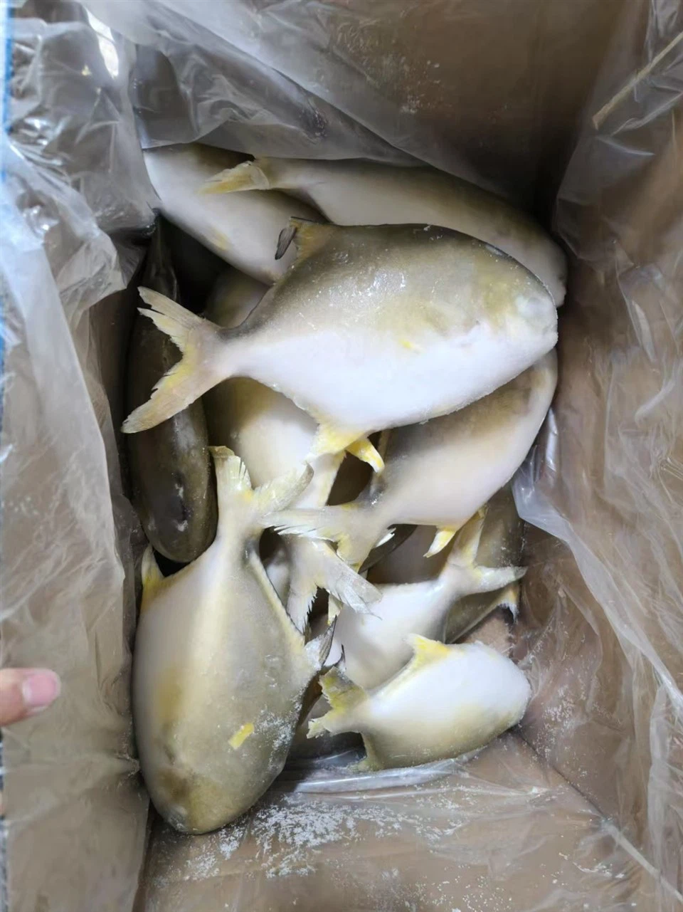 Frozen Farming Golden Pompano