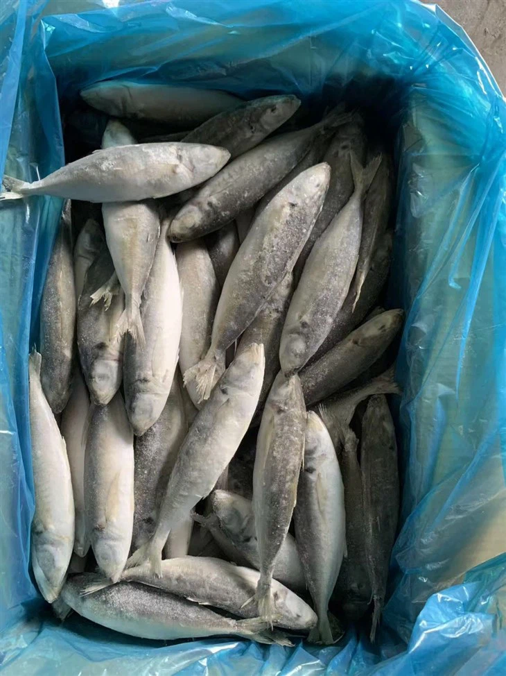 Frozen Round Scad And Decapterus Maruadsi