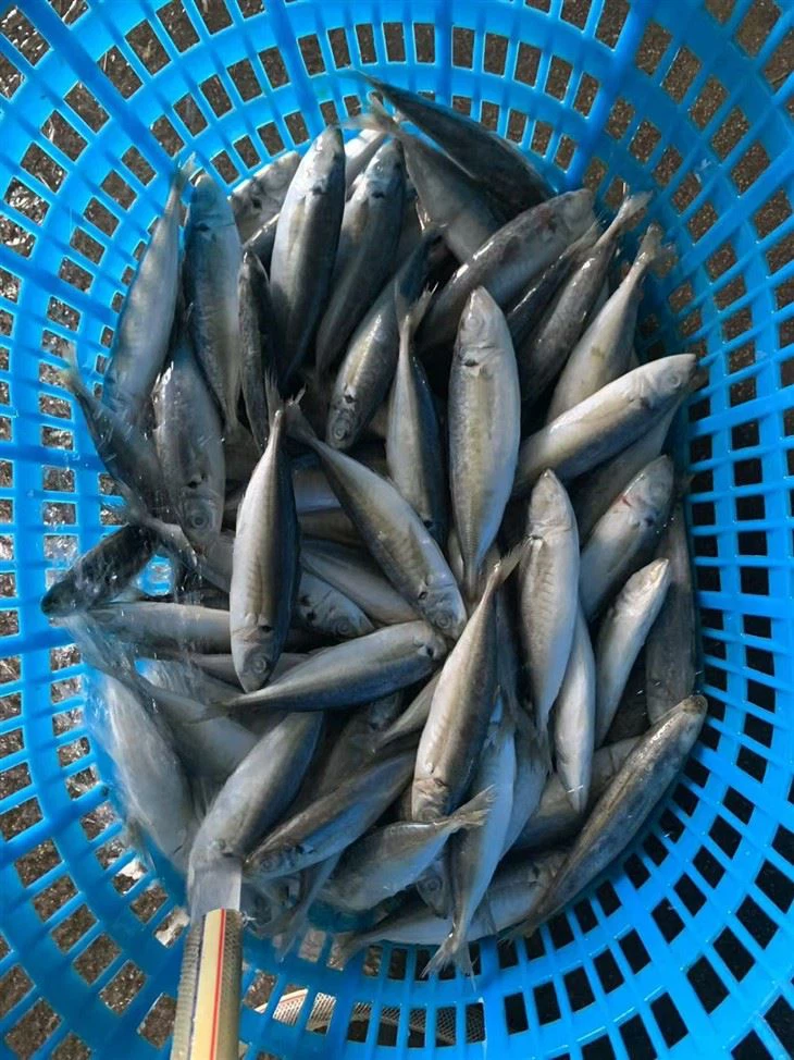 Frozen Round Scad And Decapterus Maruadsi