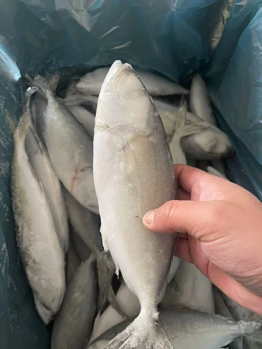 Frozen Round Scad Mackerel