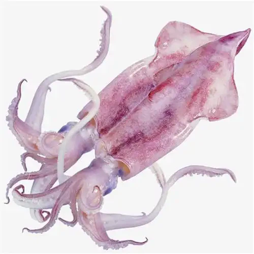 u21978614312629144703fm253fmtautoapp138fJPEGwebp u21978614312629144703fm253fmtautoapp138fJPEGwebp